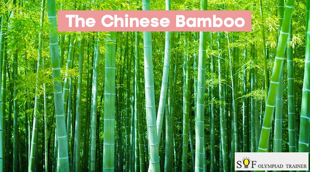 chinese bamboo