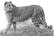 cheetah.eps