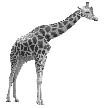 giraffe.eps