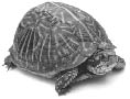 turtle.eps