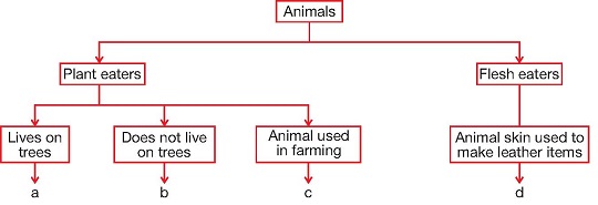 Cow Classification Chart