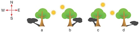 arrange the given shadows of a tree formed on different times in ...