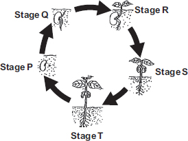 QWERTYUIOPASDFGHJKLZXCVBNM Diagram