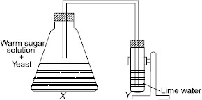 refer to the given experimental set up as shown in the given figure and ...