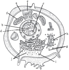 pthe given figure shows a typical animal cell with its parts being labelled  as a j identify the l