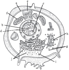 pthe given figure shows a typical animal cell with its parts being labelled as a j identify the l pthe given figure shows a typical animal cell with its parts being labelled as a j identify the l