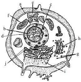 the given figure shows a typical animal cell with its components labelled  as a j identify the la