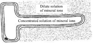 refer to the given diagram which shows a root hair cell surrounded by a  dilute solution of mineral i